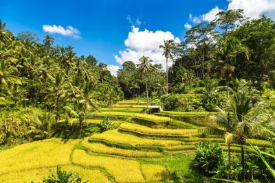 Tour privado por Ubud y Terraza de arroz de Tegalalang